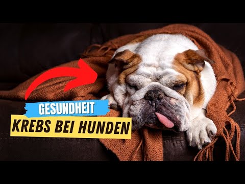 5 things a dog does when it has cancer 😥