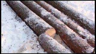 Пресечена незаконная рубка ценных, нерестоохранных лесов