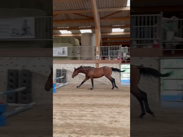 HONGRE SF 2 ANS 