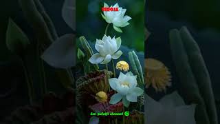 Download lagu 'SEROJA' | #SHORTS mp3