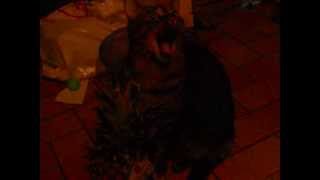 Stratosphere boogie ( Speedy West & Jimmy Bryant )