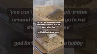 Download lagu rat shows are the best #petrat #fancyrats #rat #petrodent #ratshow mp3 Download lagu rat shows are the best #petrat #fancyrats #rat #petrodent #ratshow mp3