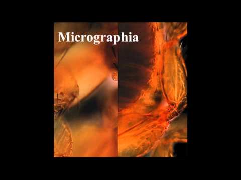 Micrographia - What Will We Forgive?