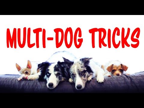 What is Clicker Training