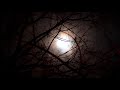 OWLS WOLF Sound Relaxing Night Help To Sleep Evening Forest Relax Nature Insomnia