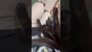 今日も猫の足は開く #shorts #猫のいる暮らし #ねこライフ #cat #猫のいる風景  #catshorts