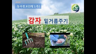 [농사정보] (3월1주)  감자_밑거름주기(비료주기)
