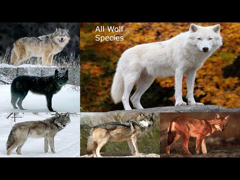 image-How many subspecies of wolf are there?