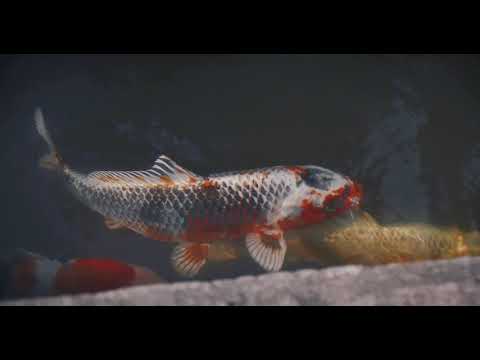 Norrvikens Trädgårdar – Vattenträdgården