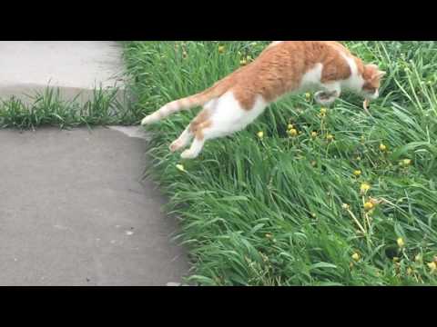 Watch A Cat Pounce