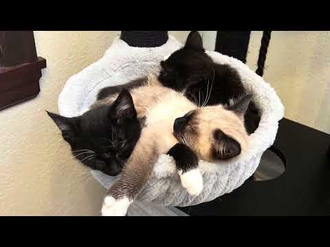 Cuddling cats (Recorder Music)