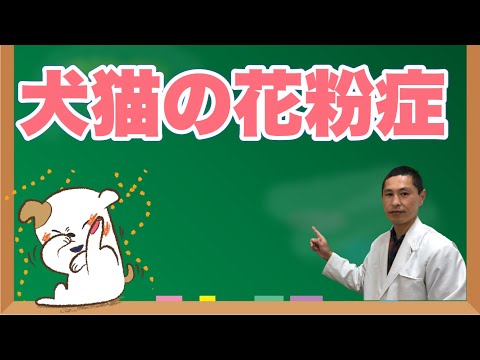 犬猫の花粉症を獣医師が解説