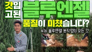 저비용 고소득 조경수를 찾으신다면 여기 있습니다 ☞ㅣ대림묘목농원 블루엔젤 입고ㅣ