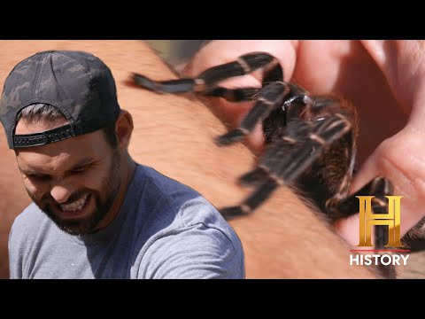 Kings of Pain: 4 TERRIFYING INSECT BITES - "The Worst Pain I've Ever Felt!" | History