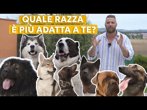 COME SCEGLIERE IL CANE PIÙ ADATTO A TE.