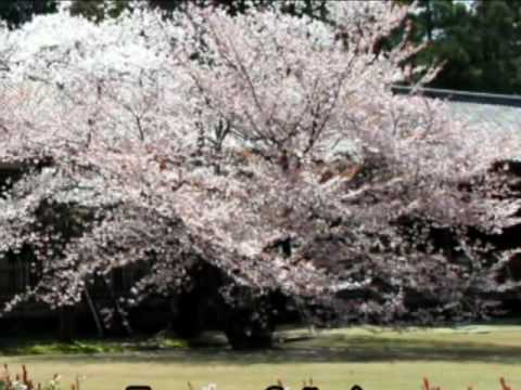 ♥♥ "Teenage Señorita" (original) - Teddy Randazzo