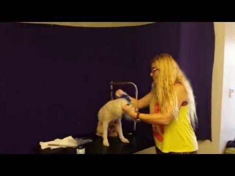 Poodle (Colors) at PET WISHES by VERONA  (D)