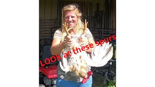 EASY way to remove rooster spurs.