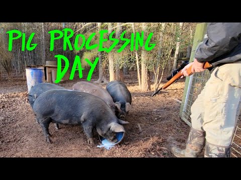 Homestead PIG PROCESSING