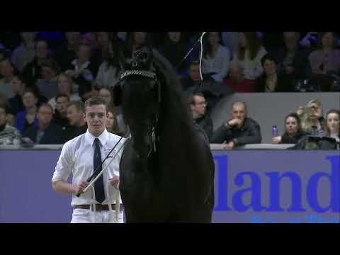 HK 2024   Event 2   Studbook Stallions 13 years and older   English