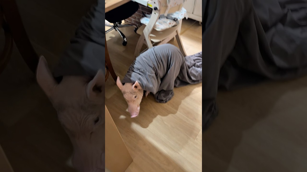 坊主頭にタオルが引っかかるあれ