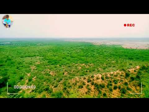 Relaxing Meadow with Ambient Nature Sounds, Wildflowers, and Mountain View