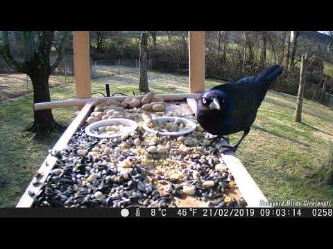 Common Grackle returns to feeder