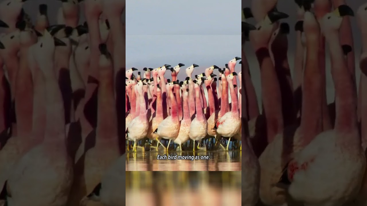 Pink Parade: Mesmerizing Flamingo Courtship March in Breeding Season!