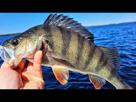 AHVENEN JIGIKALASTUSTA TOUKOKUUSSA - AVOVESIKAUSI 2023