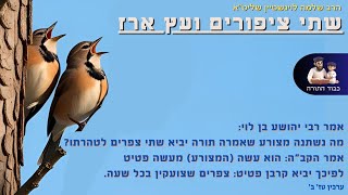 חדש לפרשת תזריע - ''שתי ציפורים ועץ ארז'' - הרב שלמה לוינשטיין שליט''א (הרב שלמה לוינשטיין) - התמונה מוצגת ישירות מתוך אתר האינטרנט יוטיוב. זכויות היוצרים בתמונה שייכות ליוצרה. קישור קרדיט למקור התוכן נמצא בתוך דף הסרטון חדש לפרשת תזריע - ''שתי ציפורים ועץ ארז'' - הרב שלמה לוינשטיין שליט''א (הרב שלמה לוינשטיין) - התמונה מוצגת ישירות מתוך אתר האינטרנט יוטיוב. זכויות היוצרים בתמונה שייכות ליוצרה. קישור קרדיט למקור התוכן נמצא בתוך דף הסרטון