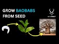 Germinate African Baobab Seeds Like A PRO
