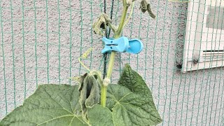 Today's daytime temperature is as high as midsummer, hell for plants with large leaves 2025-06-17