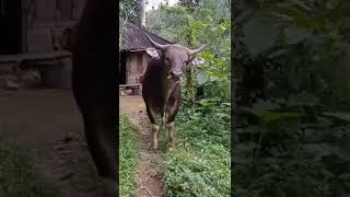 Download lagu How to quickly fatten a skinny cow??? mp3