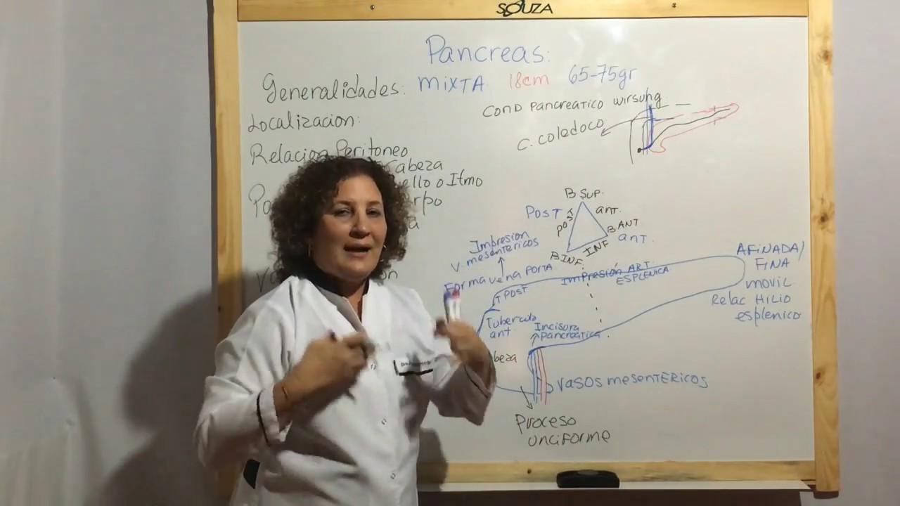 Anatomia del Páncreas