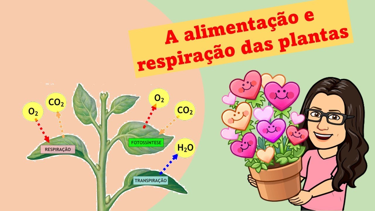 Alimentação e respiração das plantas - Ensino Fundamental I