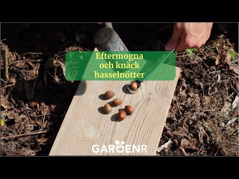 Eftermogna och knäck hasselnötter - Trädgårdshacks med GardenR