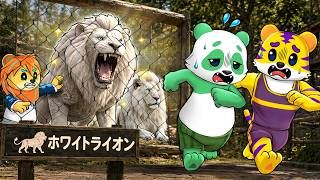 【実写】本物のホワイトライオンに会いに動物園に行ってみた！