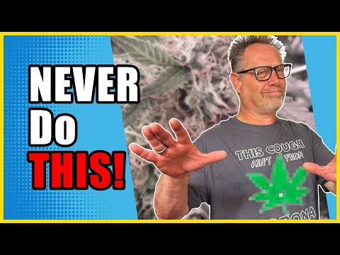 These Common Cannabis Growing Mistakes Could Wipe Out Your Entire Harvest