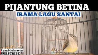 Download lagu SUARA BURUNG PIJANTUNG PISANG BETINA  #pijantungpisanggacor #pijantung #pijantungpisang mp3