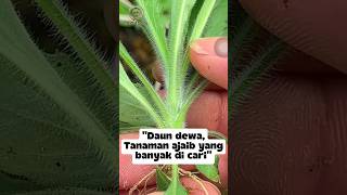 Download lagu THE SECRET OF THE GOD'S LEAF🌿 #traditionalmedicine #herbalplants #naturalbenefits #god'sleaf #shorts mp3