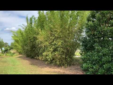 Clumping Bamboo Planted as a Living Fence and Privacy Screen