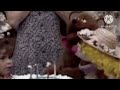 Wow Goldilocks Blow Candles Cake From Birthday Baby Bear Episode 3539
