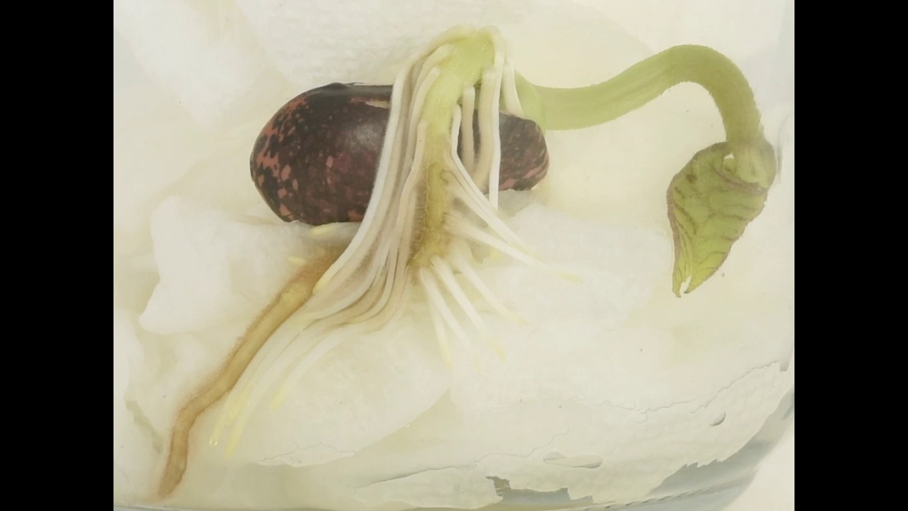 Plant Life Cycle of a Bean Seed