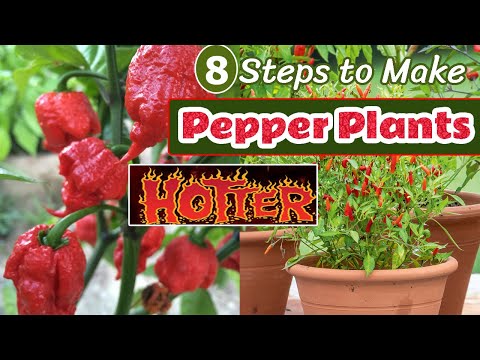 8 Steps to Make Pepper Plants Hotter