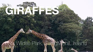 preview picture of video 'Beautiful Rothschild Giraffes (Full HD)'