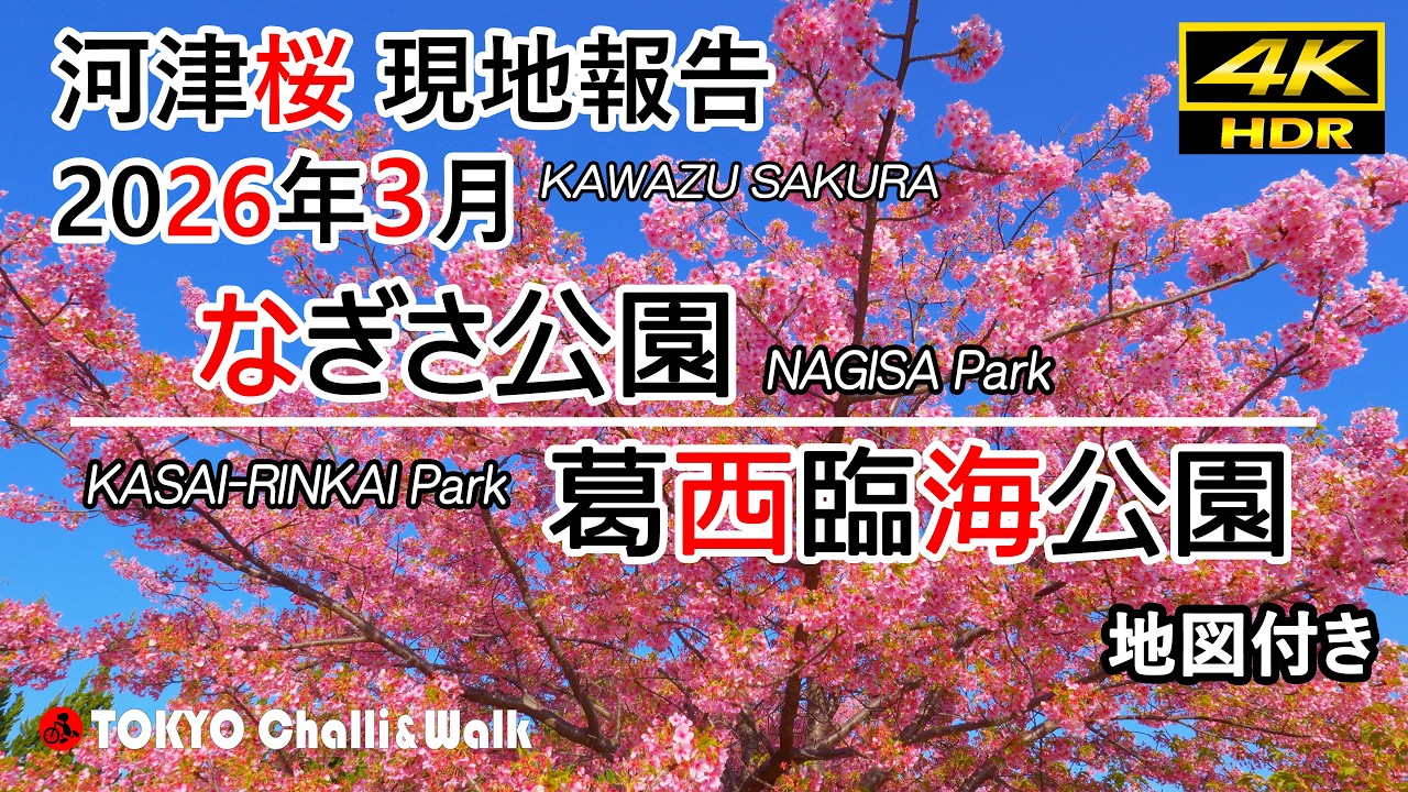 河津桜現在の状況@なぎさ公園・葛西臨海公園/4K HDR