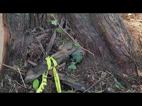 An In Ground Yellow Jackets Nest Right by the Tree in Avon by the Sea, NJ