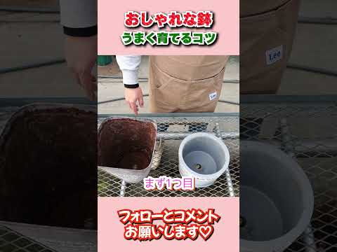 庭や鉢植えで育てられる銀色の葉を持つ観葉植物 – 8品種  庭園