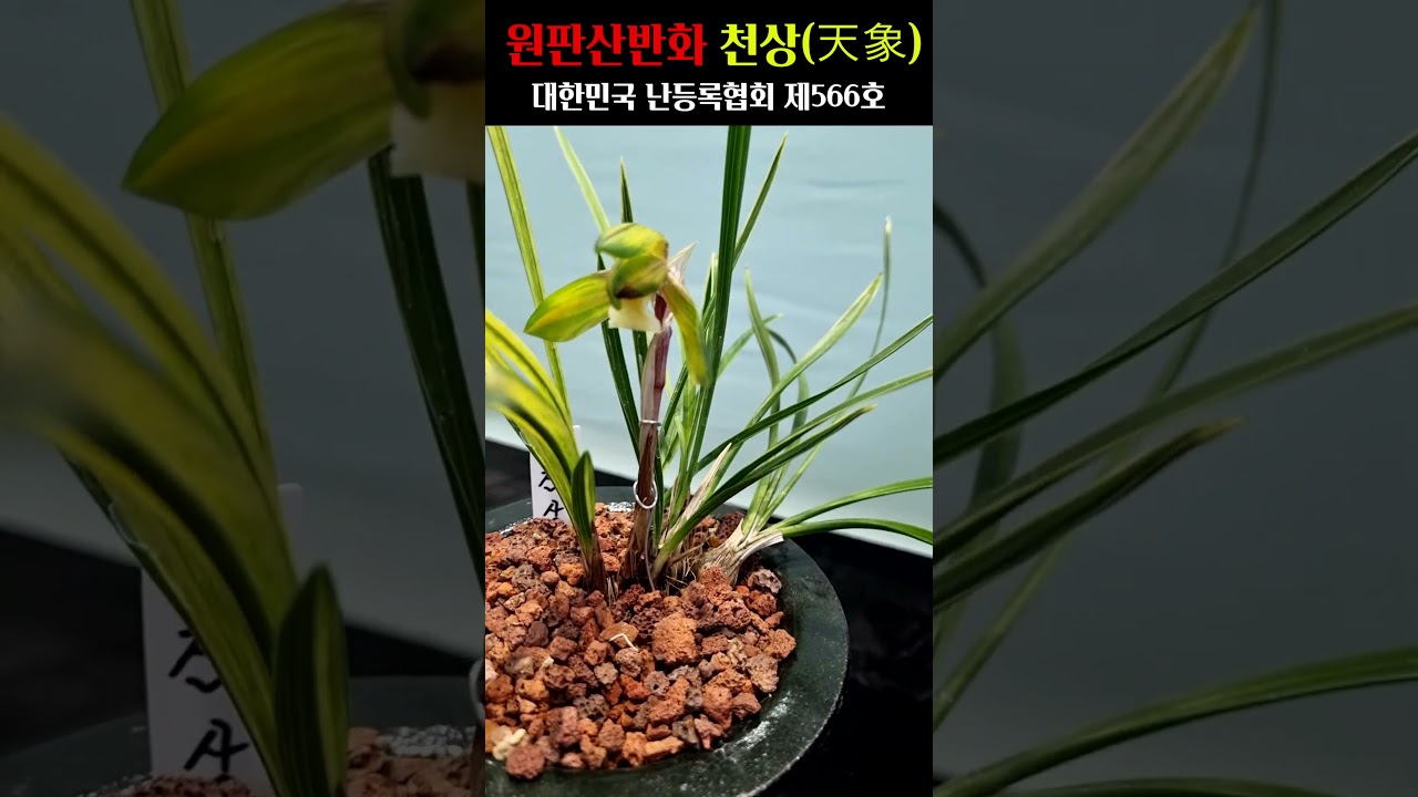 쇼츠 썸네일