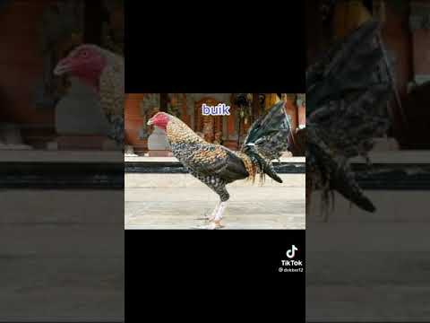 nama" ayam Bali. 🐓🐓